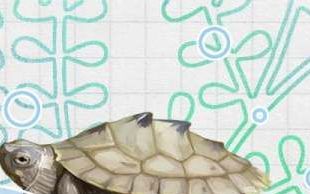 地图龟的养殖方法和注意事项